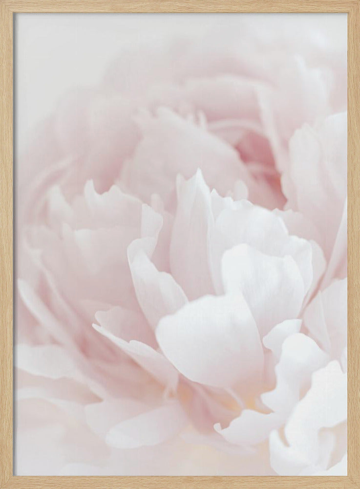 Peony 05 | Poster