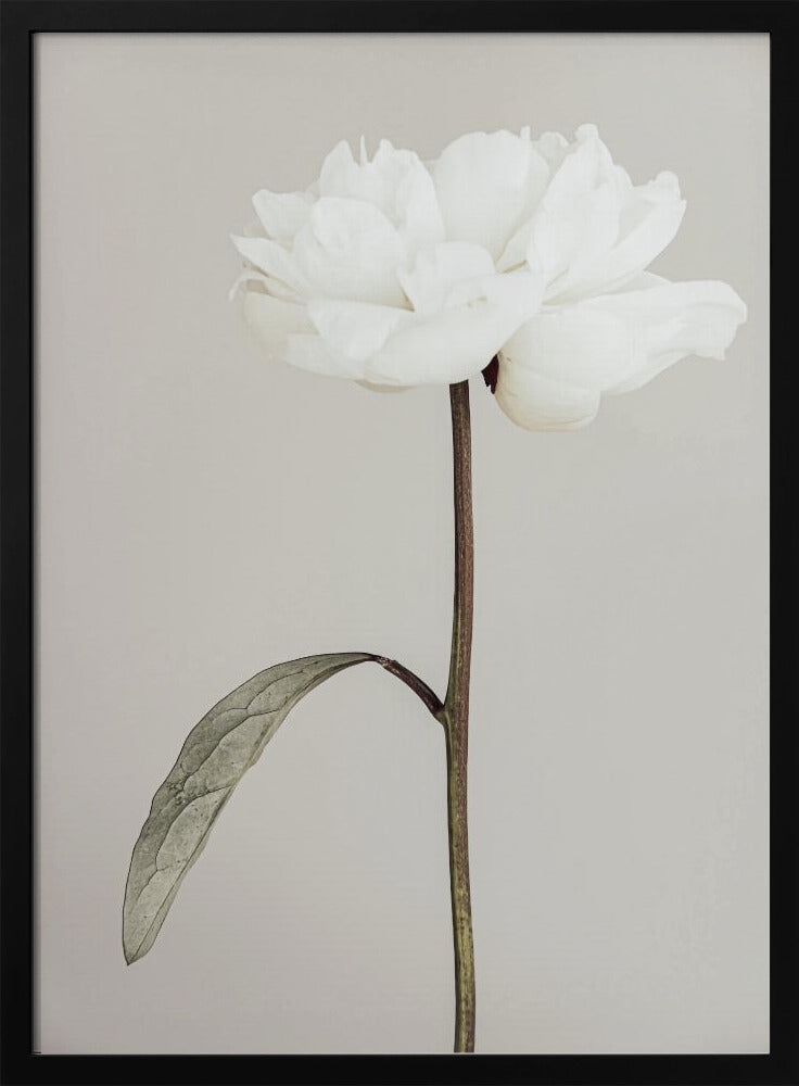 Peony 07 | Poster