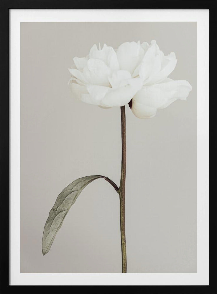 Peony 07 | Poster