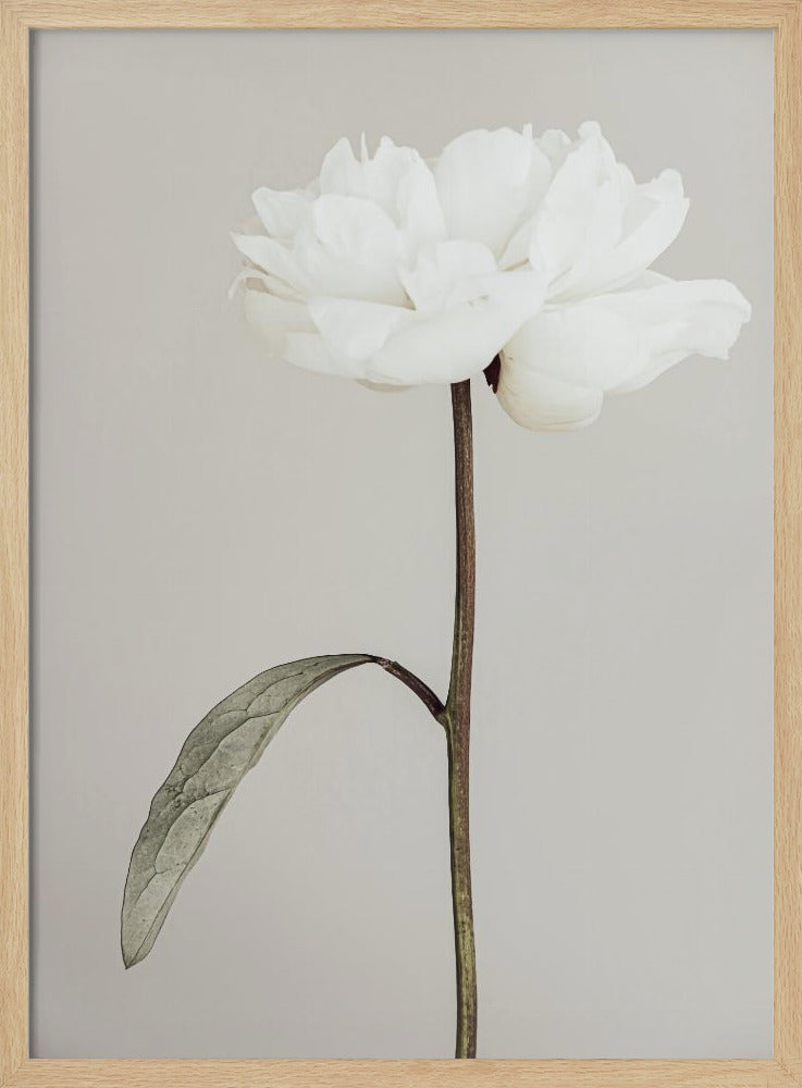 Peony 07 | Poster