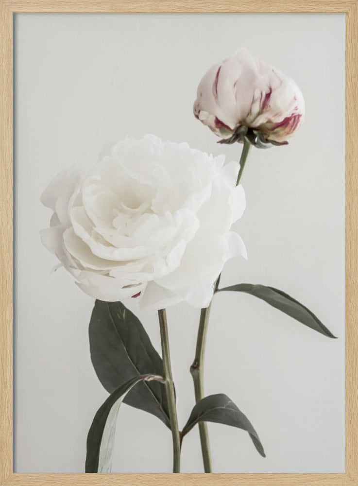 Pfingstrose 12 | Poster