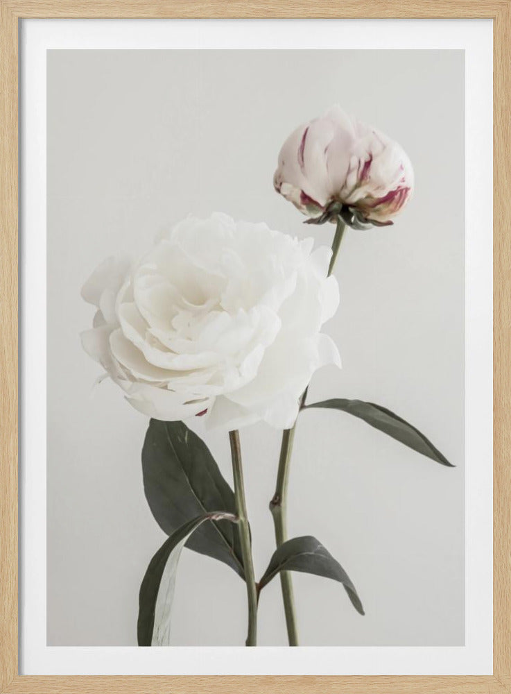 Pfingstrose 12 | Poster