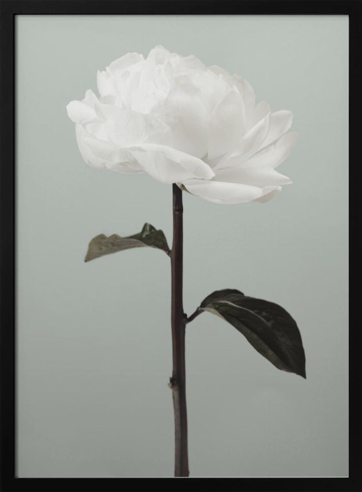 Peony 16 | Poster