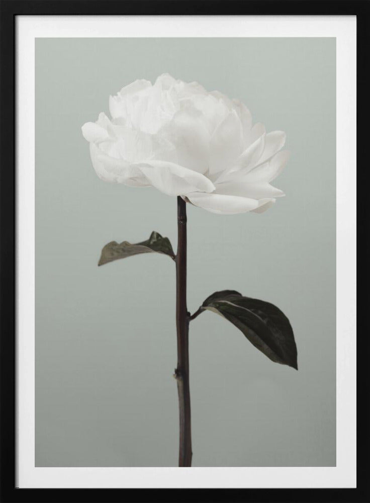 Peony 16 | Poster