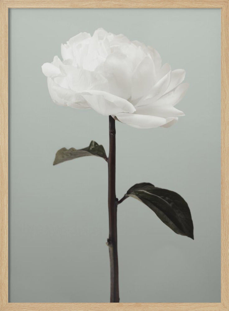 Peony 16 | Poster
