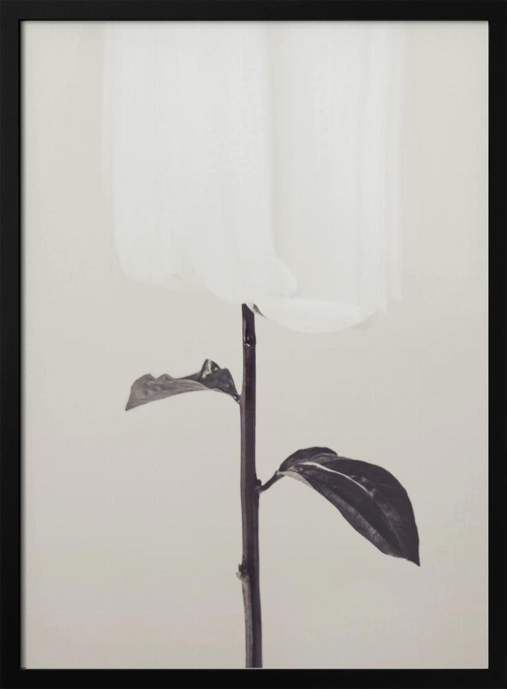 Peony 18 | Poster