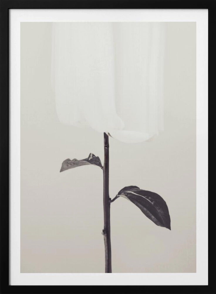 Peony 18 | Poster