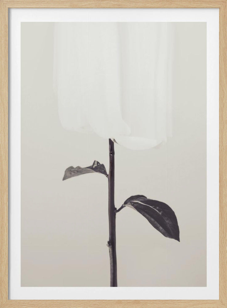 Peony 18 | Poster