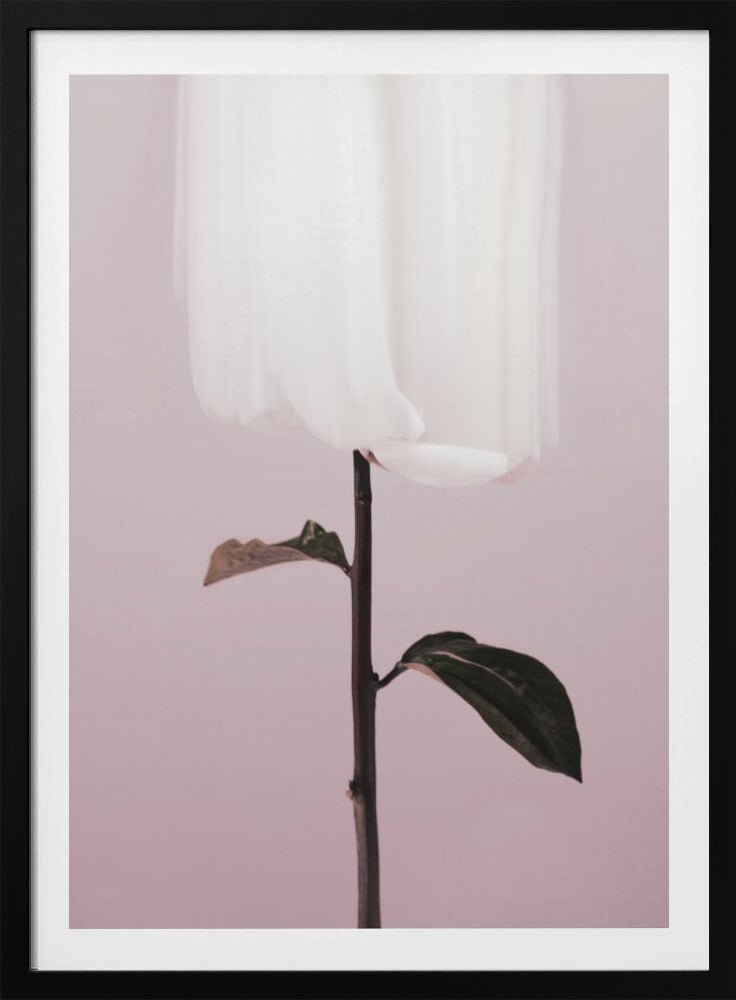 Pfingstrose 19 | Poster
