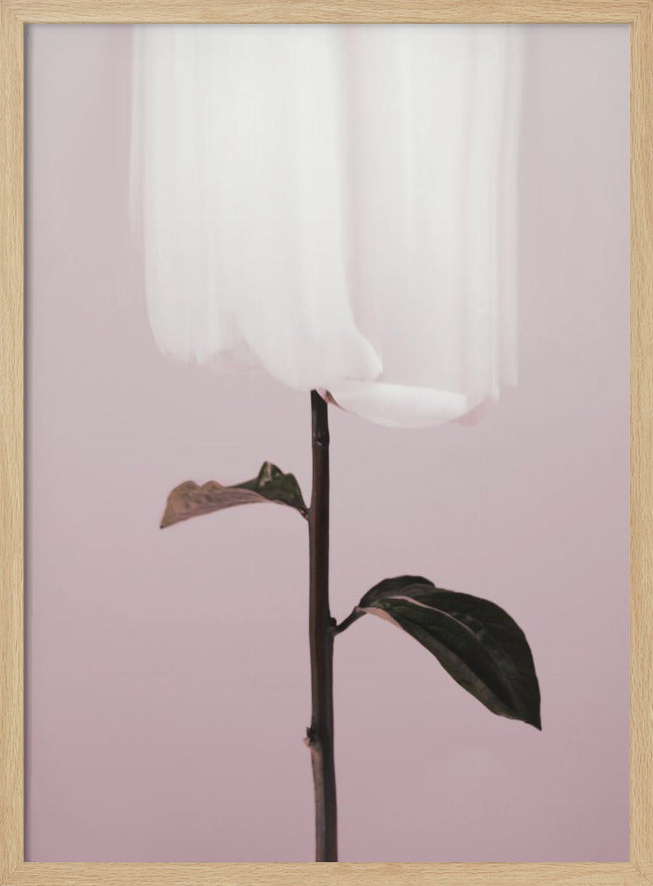 Pfingstrose 19 | Poster