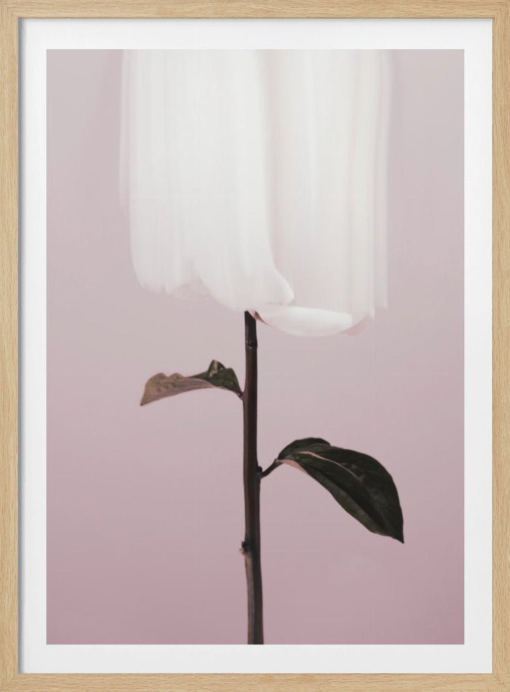Pfingstrose 19 | Poster