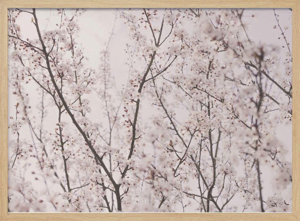 Frühlingsblüten | Poster