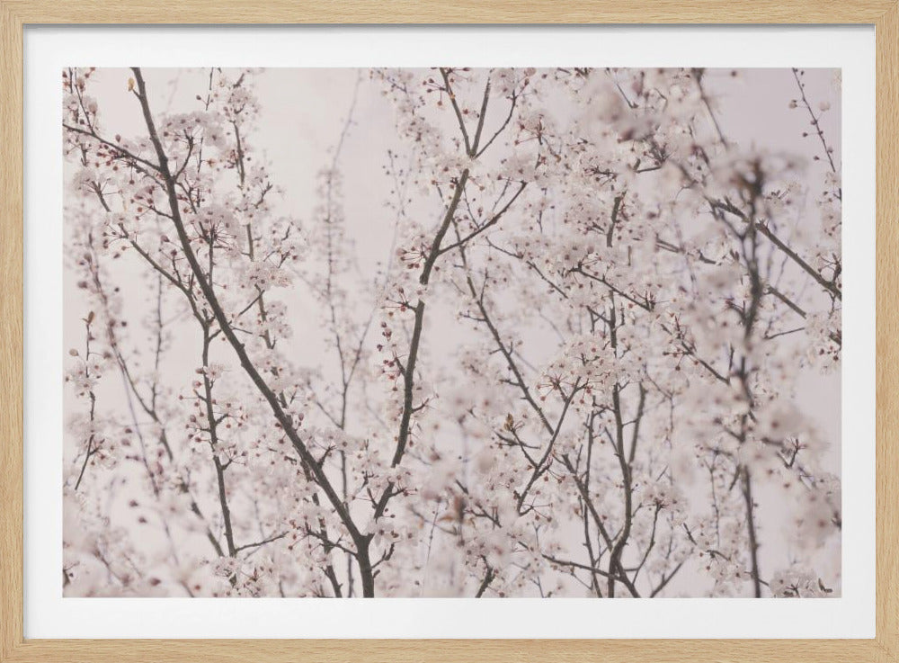 Frühlingsblüten | Poster
