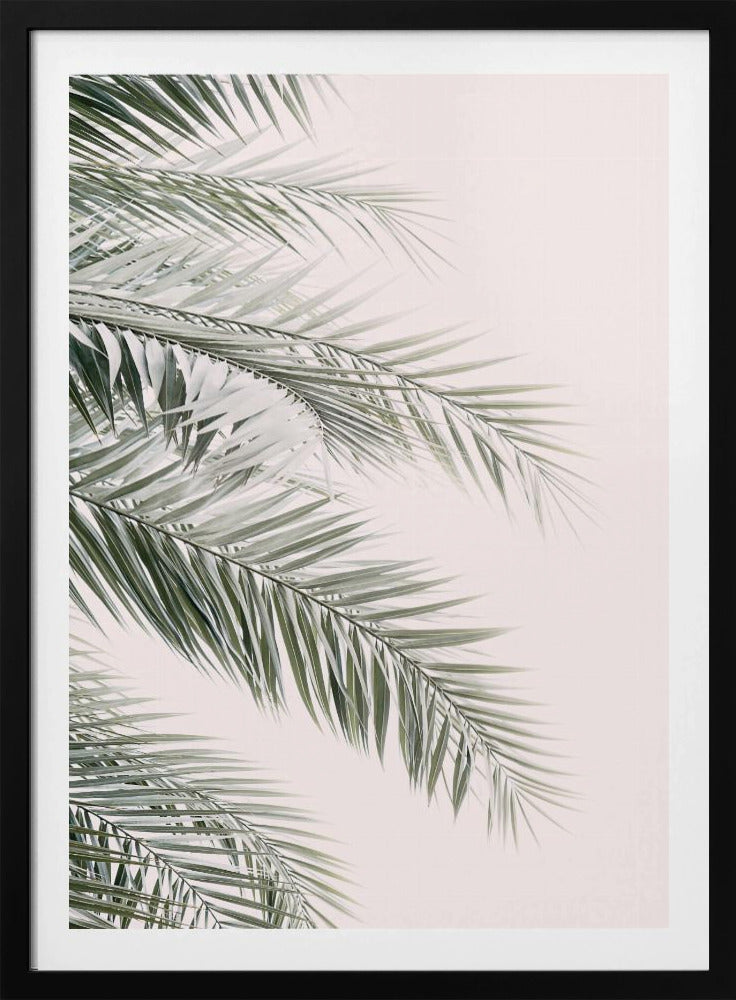 Errötende Palmblätter | Poster