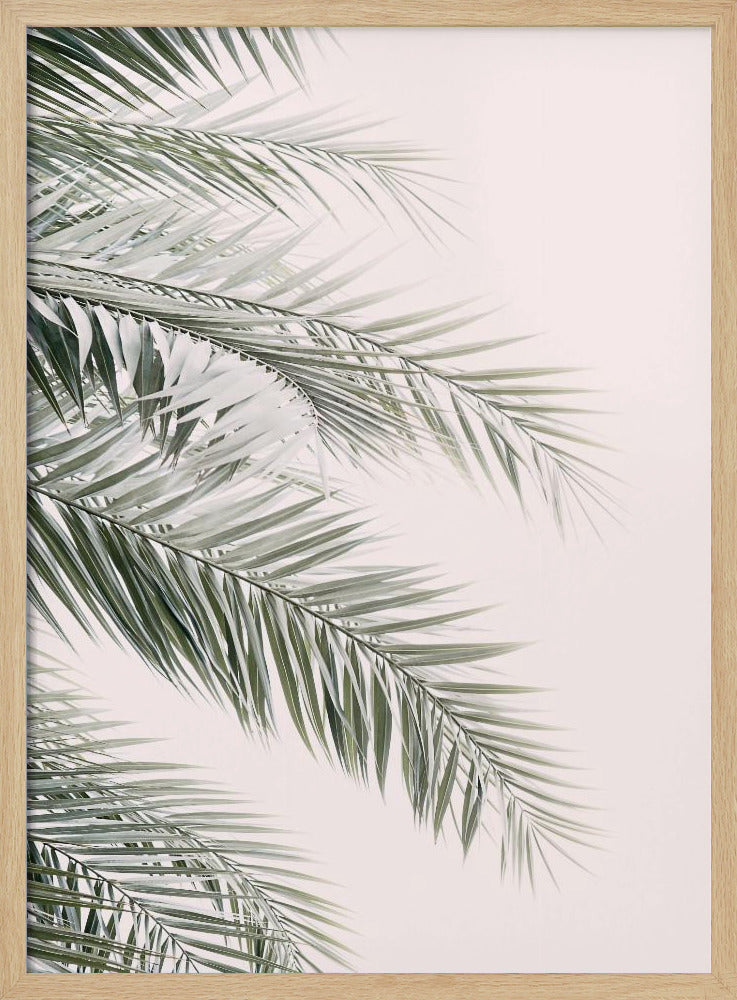 Errötende Palmblätter | Poster