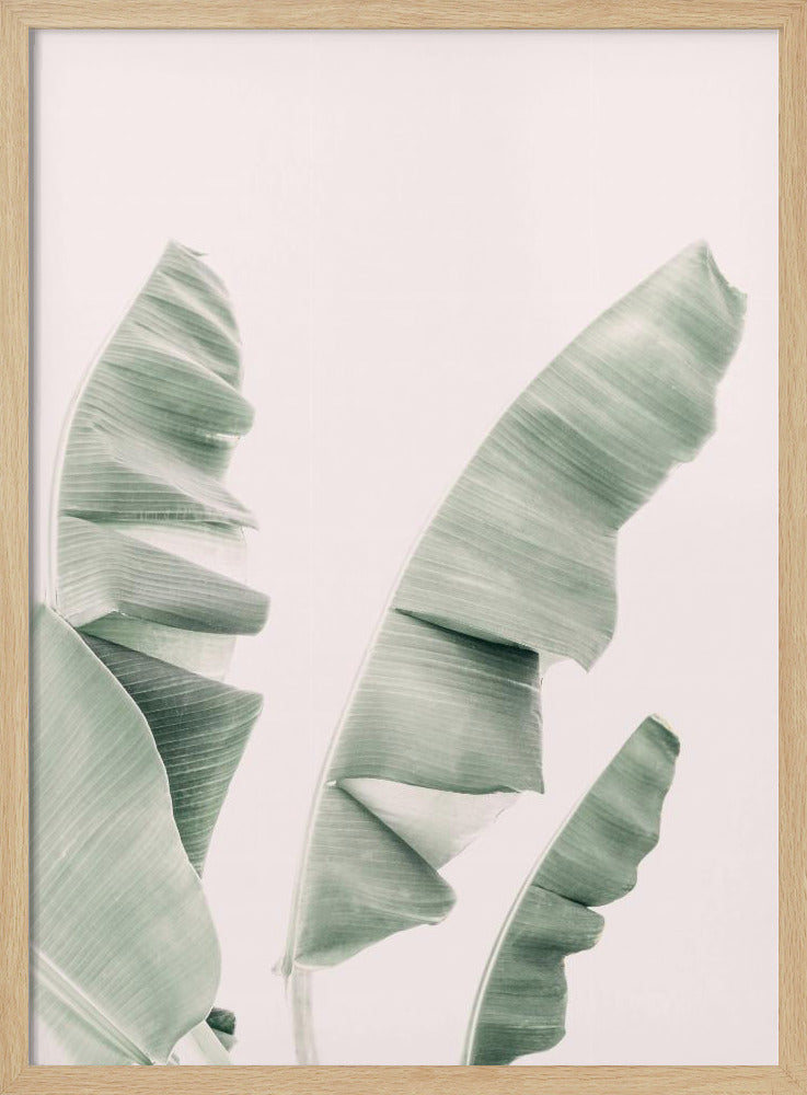 Blush Bananenblätter | Poster
