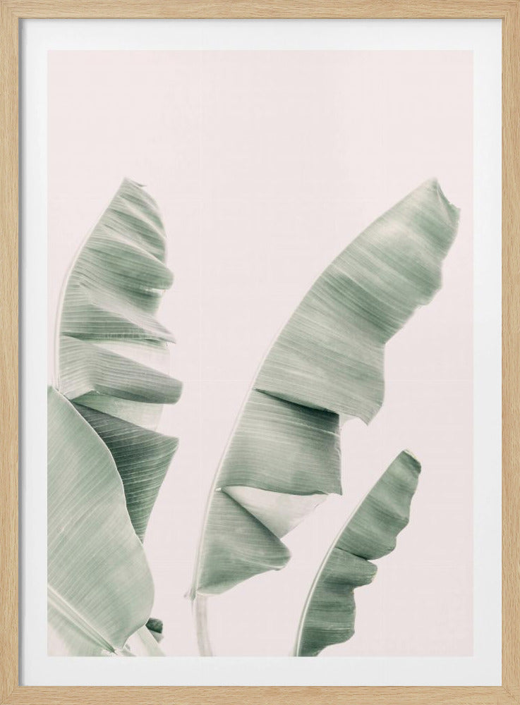 Blush Bananenblätter | Poster