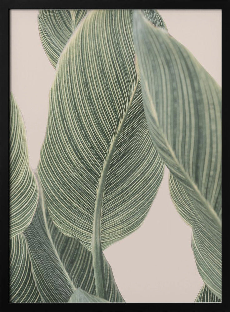 Calla-Blatt | Poster