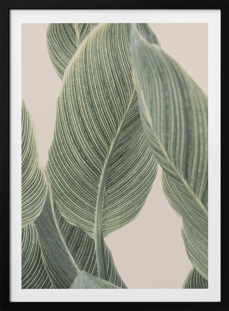 Calla-Blatt | Poster