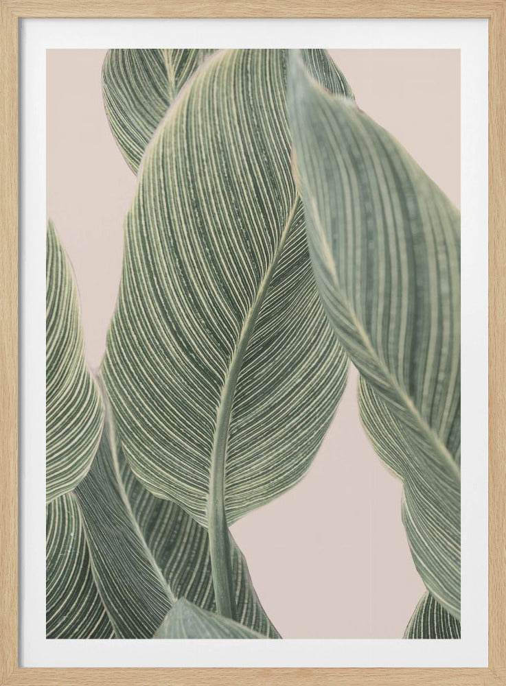 Calla-Blatt | Poster