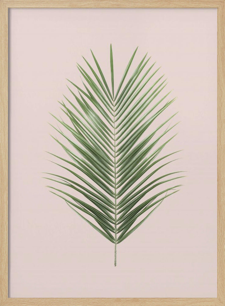 Palmblatt-Rouge | Poster