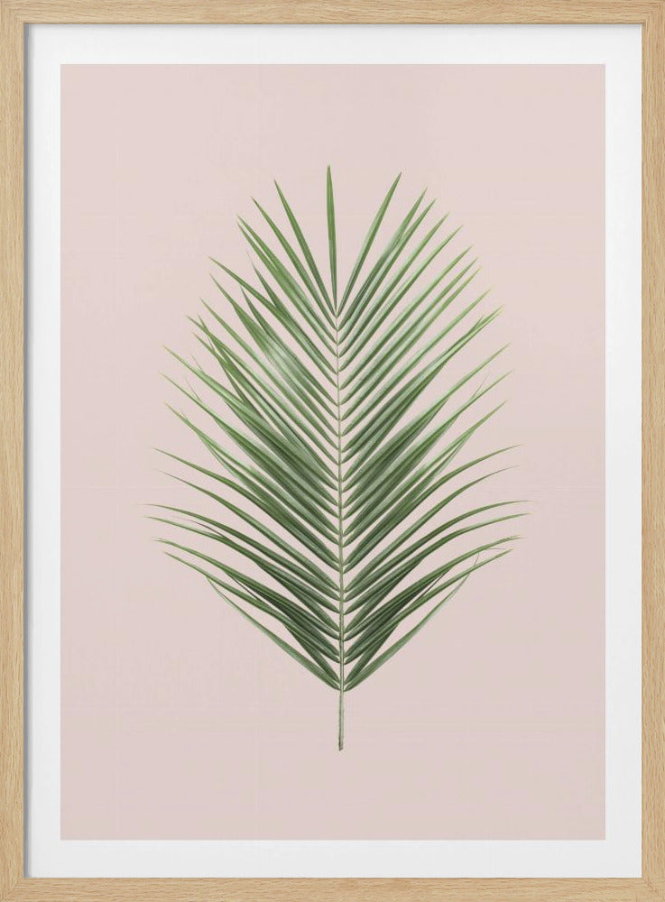 Palmblatt-Rouge | Poster