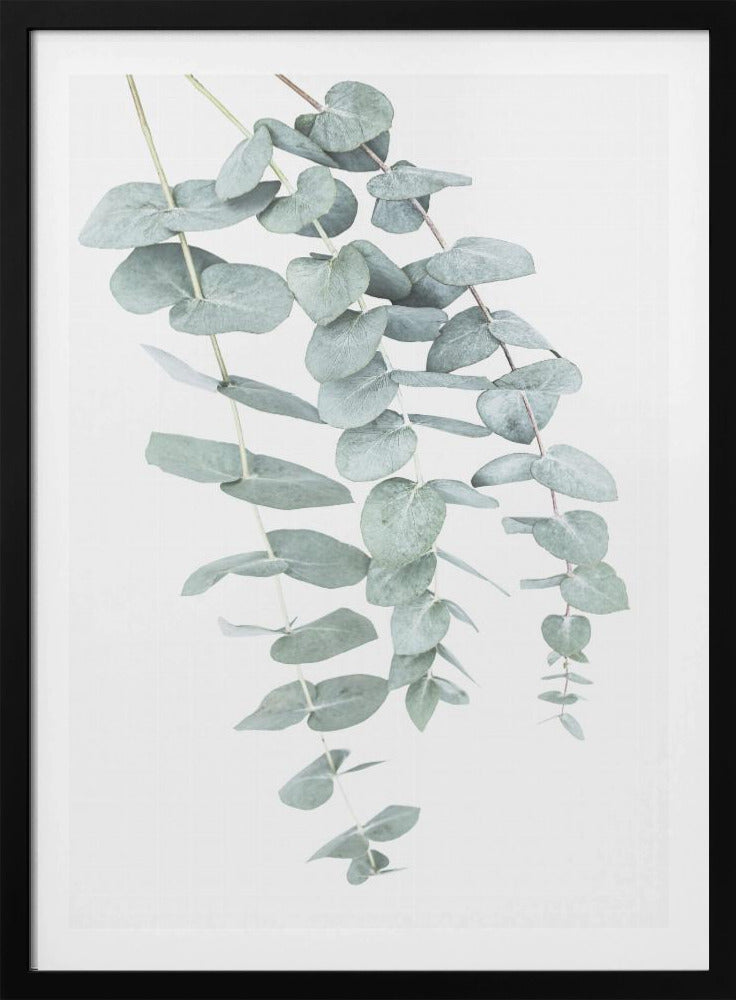 Eukalyptus I | Poster
