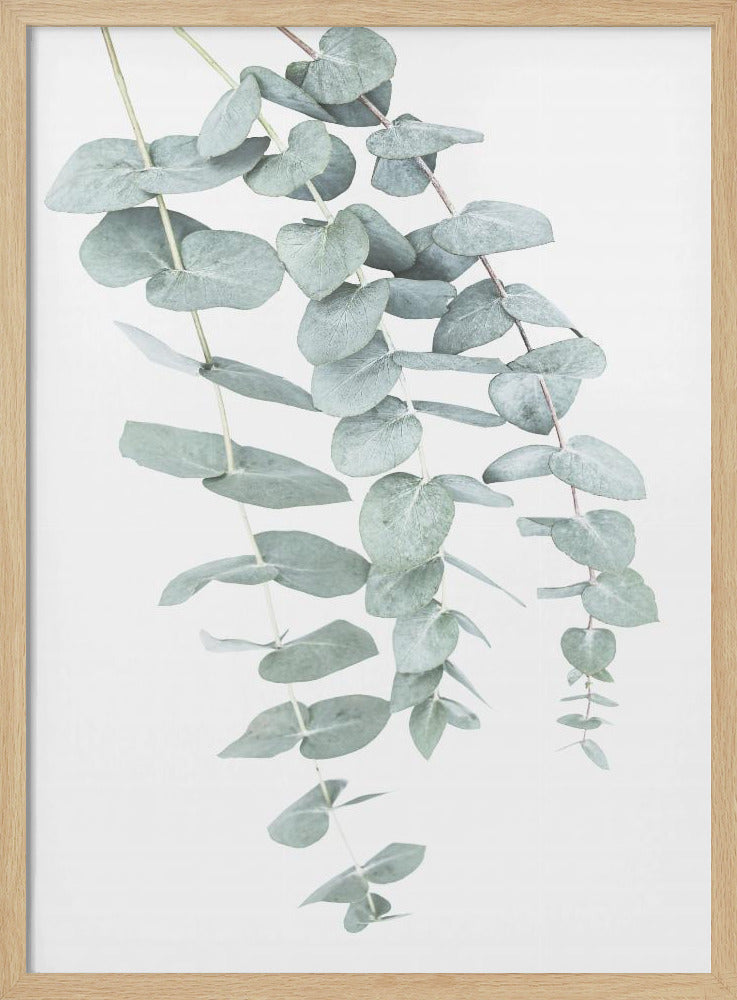 Eukalyptus I | Poster