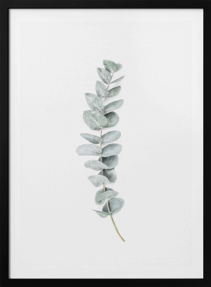 Eukalyptus II | Poster