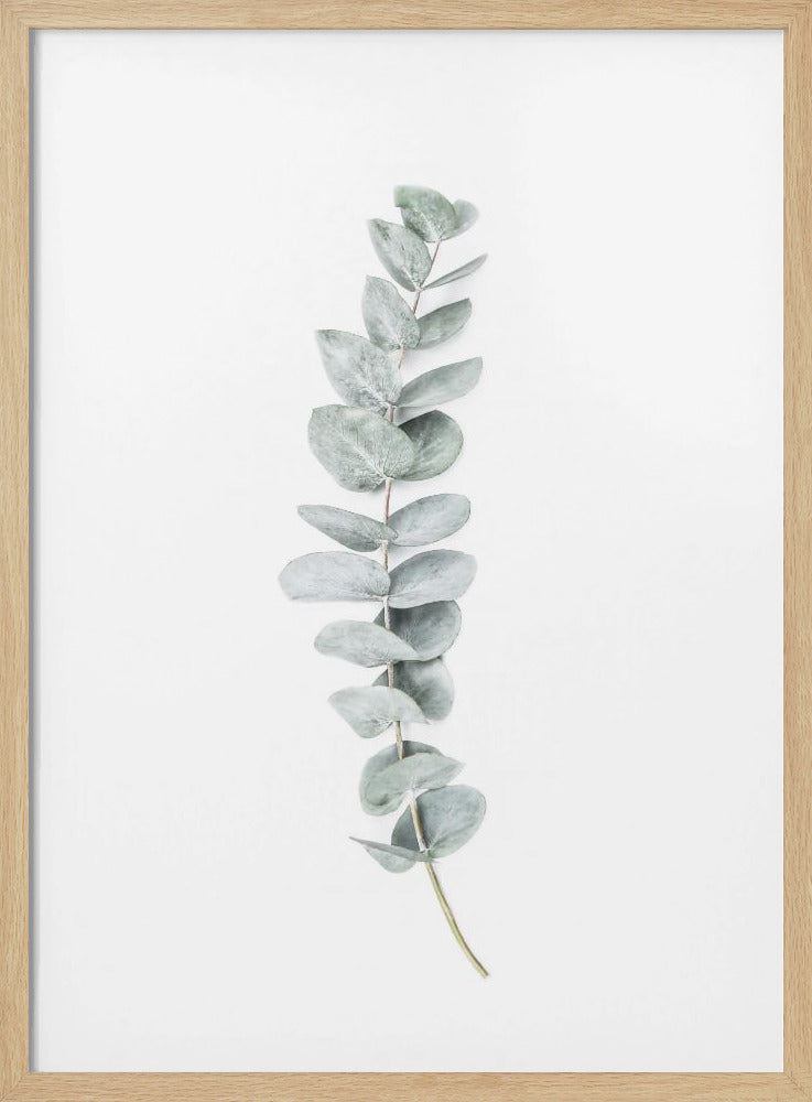 Eukalyptus II | Poster