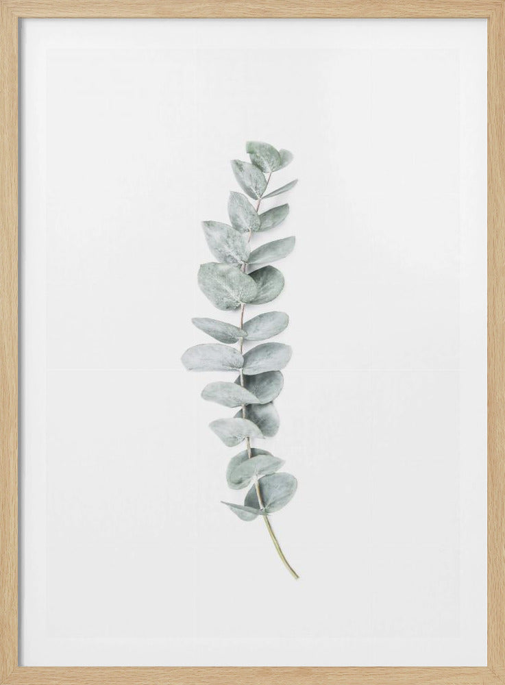 Eukalyptus II | Poster