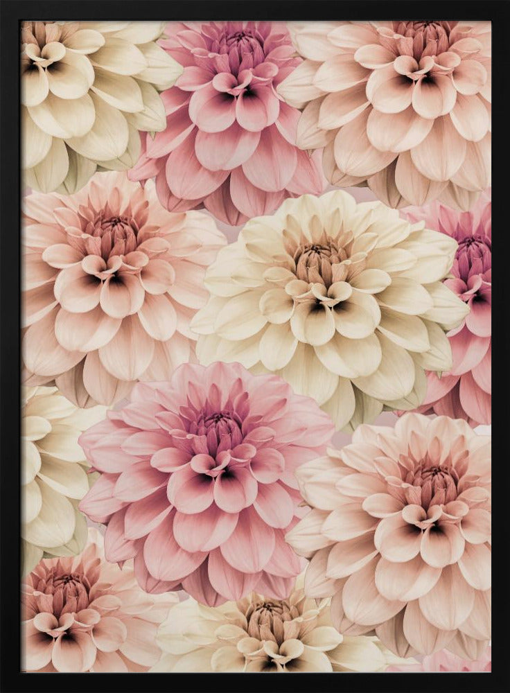 Dahlie | Poster