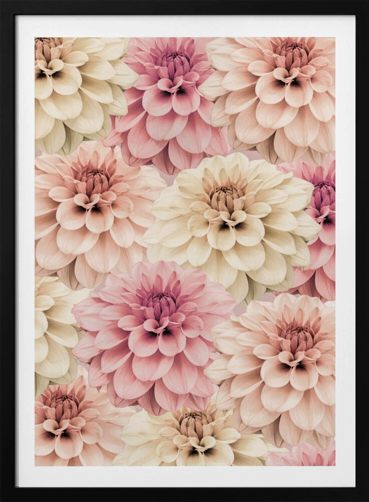 Dahlie | Poster