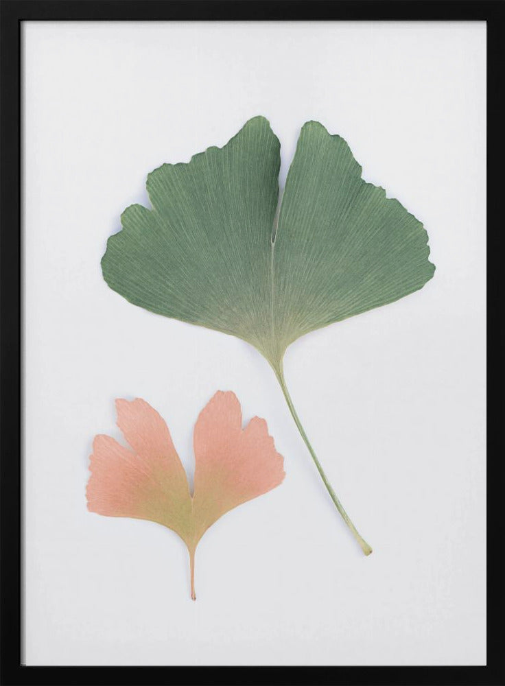 Pastell Ginkgo | Poster
