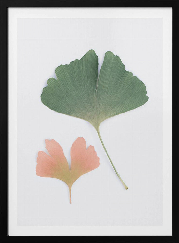 Pastell Ginkgo | Poster