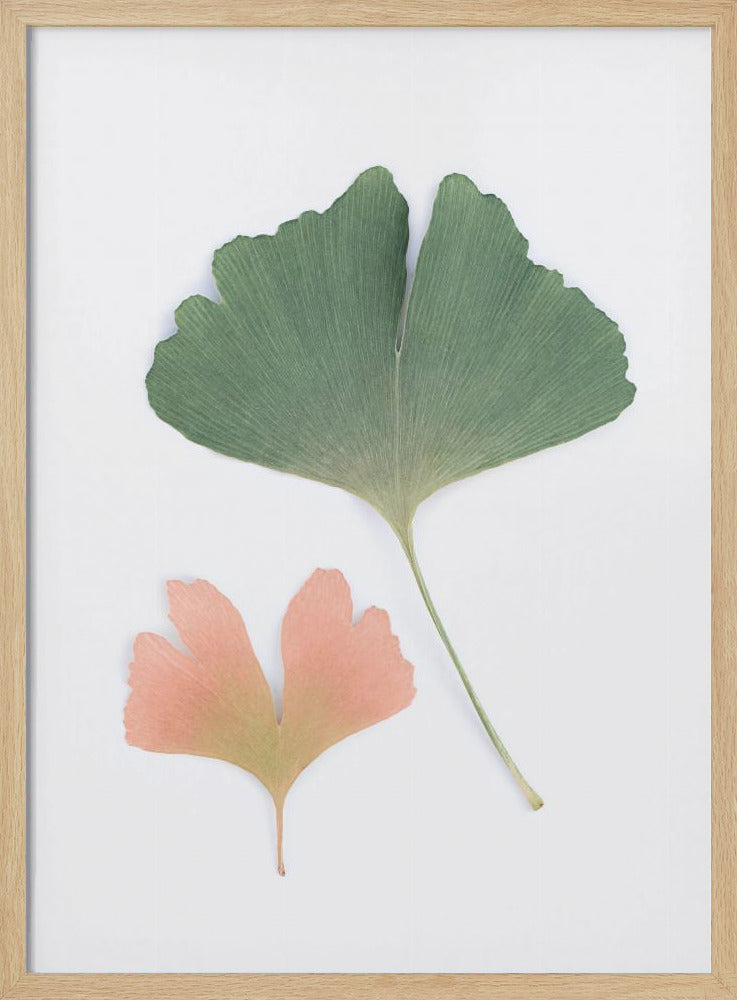 Pastell Ginkgo | Poster