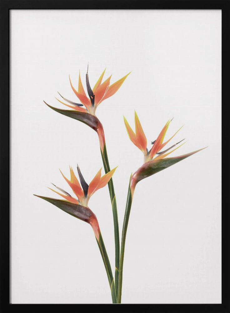 Paradiesvögel | Poster
