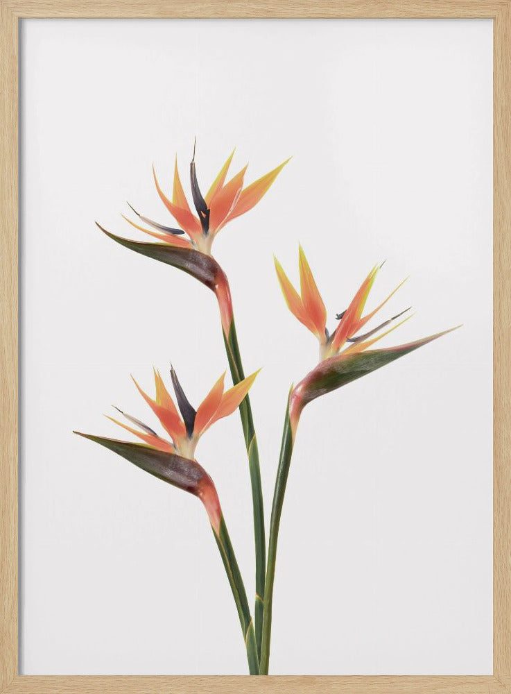 Paradiesvögel | Poster