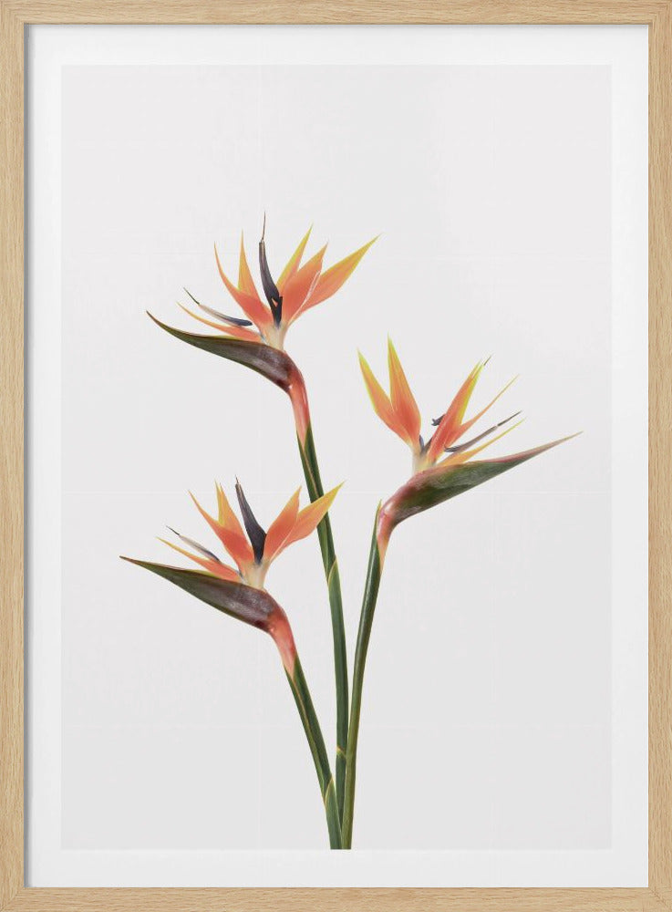 Paradiesvögel | Poster