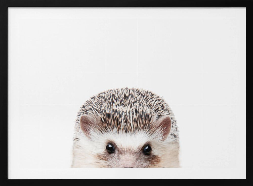 Guckender Igel | Poster