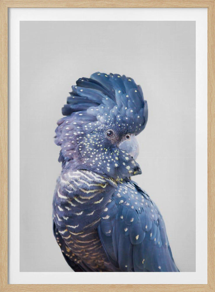 Schwarzer Kakadu | Poster