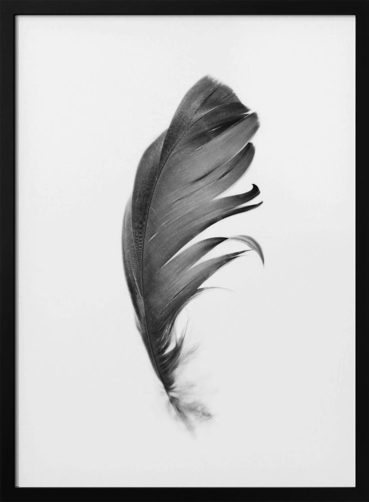 Feder | Poster