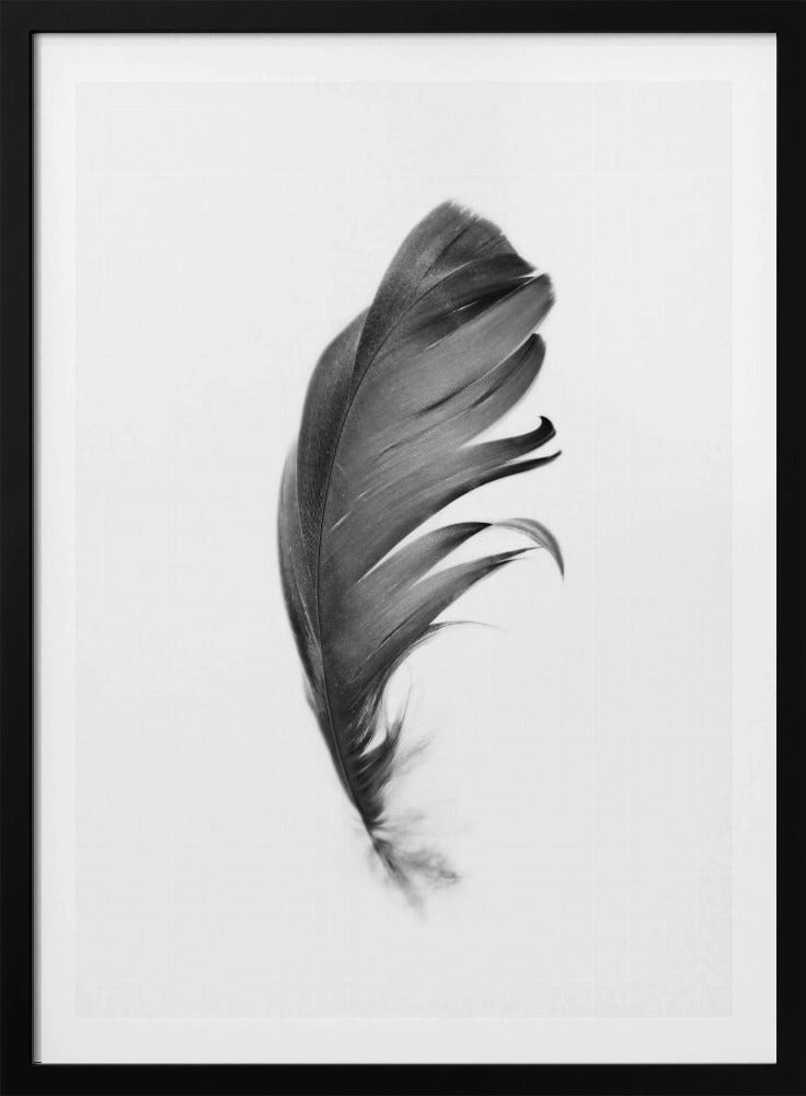 Feder | Poster