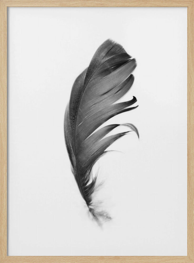 Feder | Poster