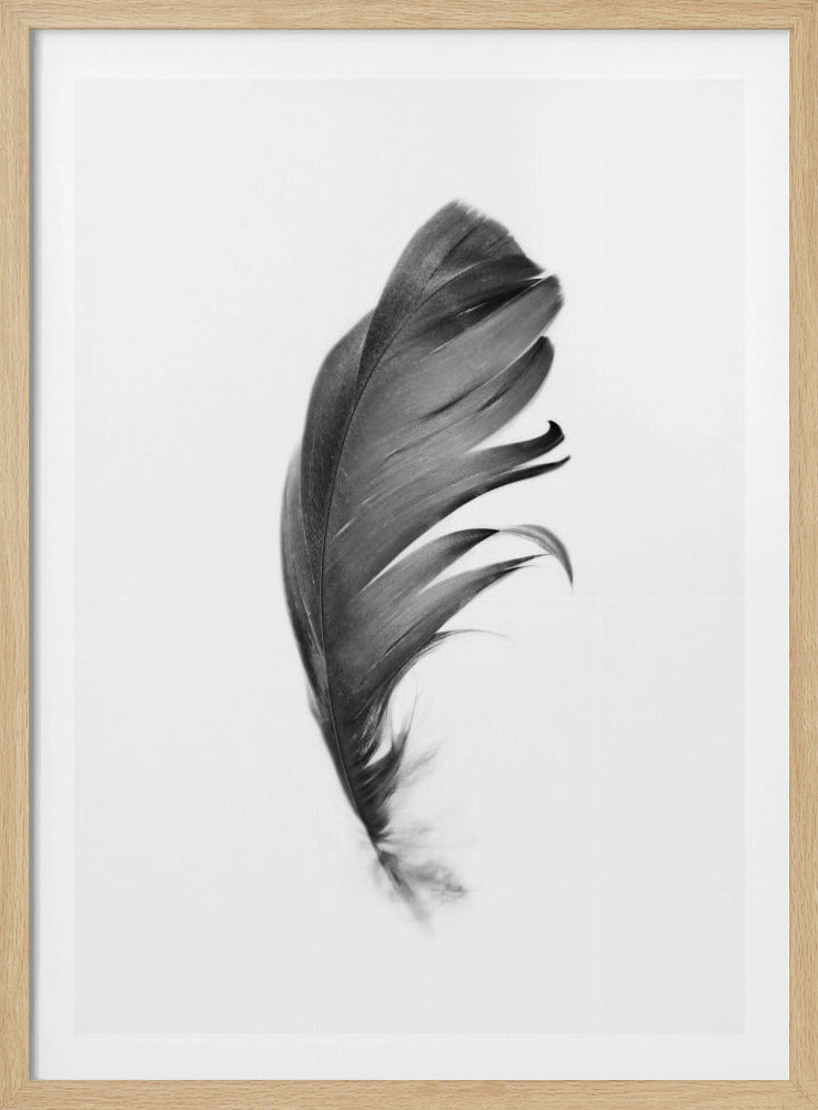 Feder | Poster