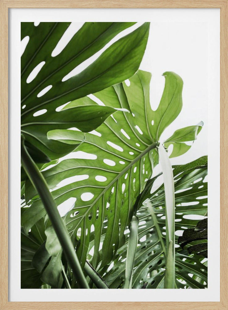 Jungle | Poster