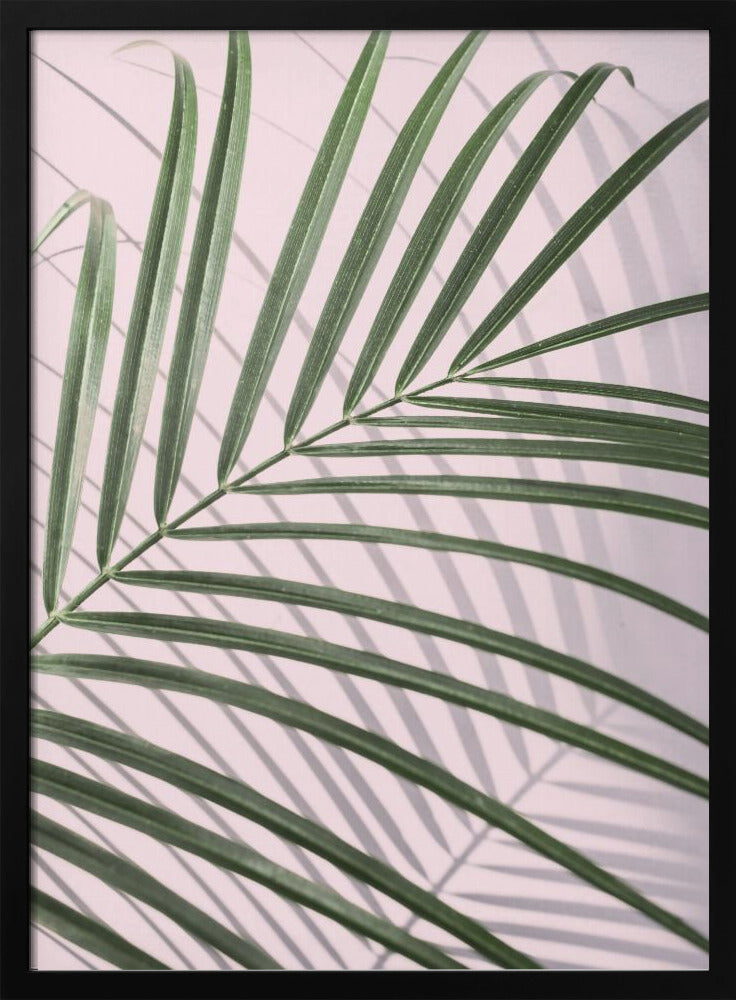 Palmblattschatten | Poster