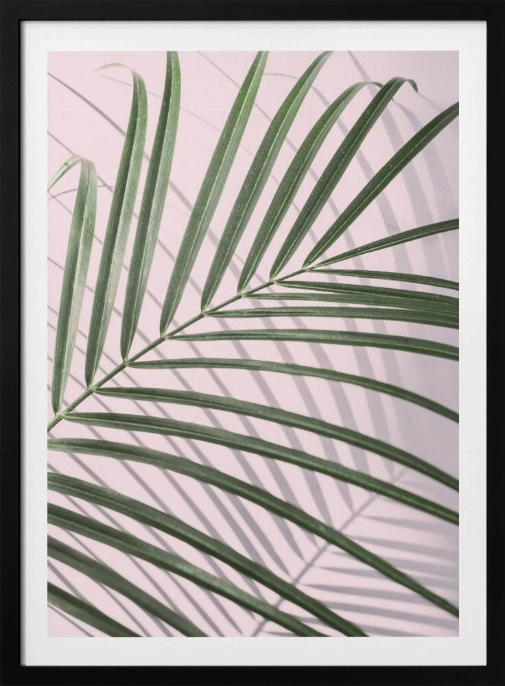 Palmblattschatten | Poster