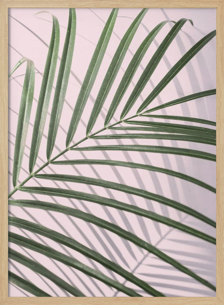 Palmblattschatten | Poster