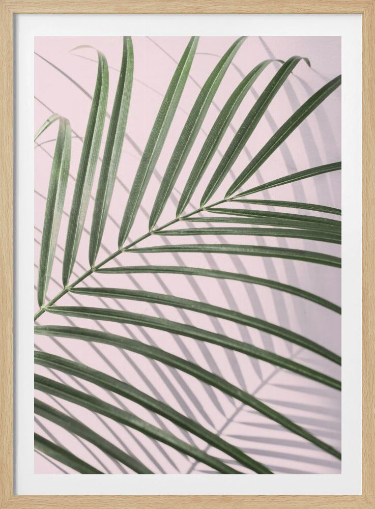 Palmblattschatten | Poster